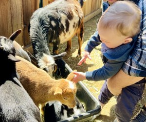 Underwood Family Farms: pet baby goats