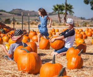 Underwood Family Farms: the best pumpkin in LA