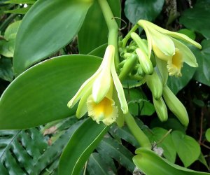 Vanilla orchids bloom at the Atlanta Botanical Garden on Sunday. Photo by CC BY 2.0