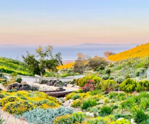 Head up the coast to the lovely Ventura Botanical Gardens for a beautiful fall walk. Photo courtesy of the Ventura Botanical Gardens