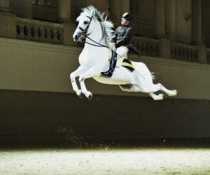 Visit the Spanish Riding School in Vienna for an impressive show. Photo courtesy of Vienna Tourism