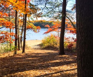 Veterans Day Weekend in Boston coincides with Free Entrance Days in the National Parks ! Photo courtesy of Walden Pond