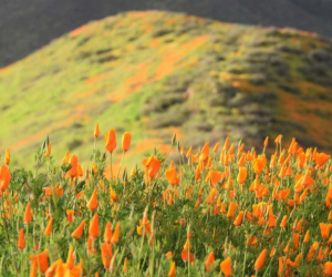Wildflower Hikes near Los Angeles: Walker Canyon during a superbloom