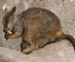Mama and baby wallaby. Can you spot the baby?
