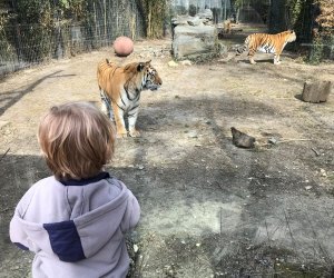 Playful tigers are so close, you feel like you're in the cage with them at the family-friendly Cohanzick Zoo.