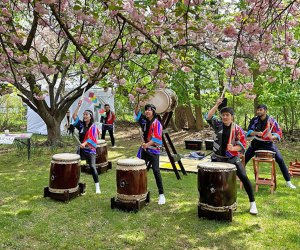 Celebrate the Sakura Matsuri Cherry Blossom Festival in Hastings-on-Hudson this April. Photo courtesy of the festival