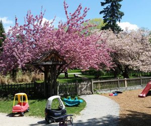 Cherry Blossoms at Tiny Tots Park 