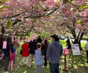 Celebrate the Sakura Matsuri Cherry Blossom Festival in Hastings-on-Hudson's Villard Pocket Park. Photo courtesy of the festival 