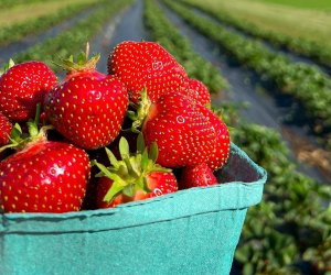 Fishkill Farms offers certified organic berries during its strawberry-picking season.