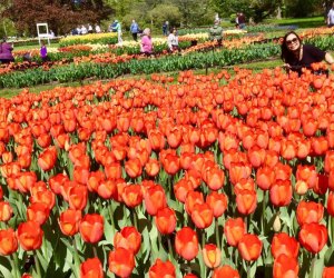 Albany's Dutch heritage is celebrated at its annual Tulip Festival with more than 140,000 tulips. Photo courtesy of the festival 