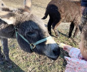 Get up close and personal with the animals at Muscoot Farm. Photo courtesy of the farm