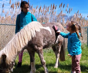 Kids won't want to miss Mini Horse Mania at the FASNY Museum of Firefighting, a free program where they can get up close and personal with the cute mini horses. Photo courtesy of FASNY