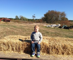 bay sitting on Hay at farm