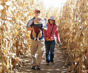 It's the final week for most corn mazes, so get out there while they're still open!  Photo courtesy of West End Creamery 