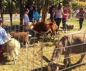Visit with friendly farm animals at the Heritage of West Nyack Fall Festival. Photo courtesy of the event