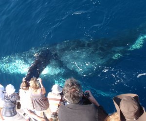 Things To Do in Newport Beach and Costa Mesa with Kids: whale watching