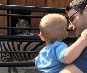 Boy and dad looking at zebras at White Post Animal Farm on Long Island