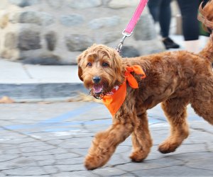 Wiggle Waggle Walk Your Block, photo courtesy of Pasadena Humane 