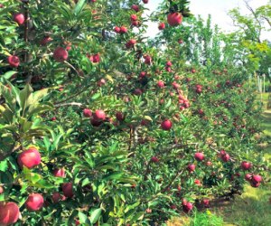 Apple picking near NYC Wightman's Farms