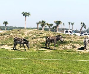 Wild Florida drive-thru safari Secret Orlando Spots Kids Will Love