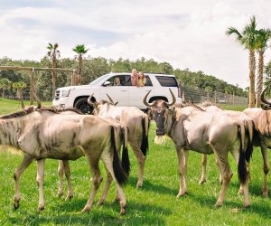 The Wild Florida Drive-Thru gives you a front-seat view to its exotic herds. Photo by Eva S. courtesy of Wild Florida/Facebook