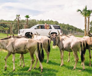 drive thru wildlife safari near me