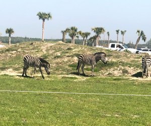 Things To Do with Preschoolers and Toddlers in Orlando Before They Turn 5: drive-thru safari Wild Florida, 