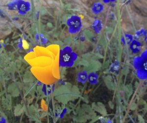 Spring Wildflower Hikes: Find wildflowers on any hike!