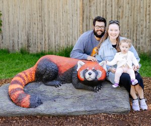 red panda: Interactive Wildlife Rescue at the Philadelphia Zoo