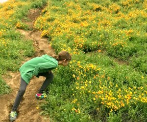 Wildflower Hikes Near Los Angeles: Rain makes flowers appear practically overnight