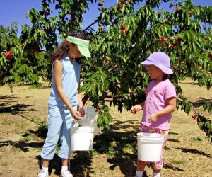 Cherry Picking near Los Angeles with Kids: Windy Ridge Ranch