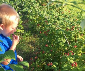 Boy eating berries at Windy Acres Farm