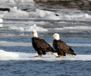 bald eagles nests bird watching winter_wildlife_cruise connecticut_river