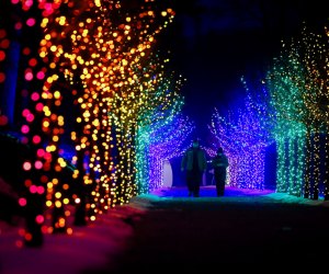 Make the season bright with best holiday lights drive-thrus and Christmas light shows in Boston! Naumkeag Winterlights photo by Stephanie Zollshan Photography, courtesy of The Trustees of Reservations 