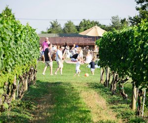 Family-Friendly Wineries on Long Island's East End: Wölffer Estate Vineyard 