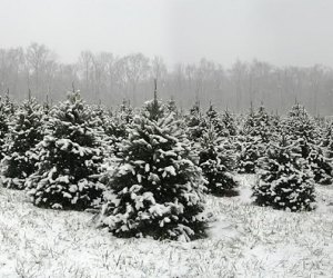 Woodsedge Tree Farm christmas tree farm nj