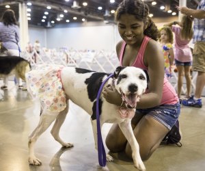It's a paw-ty for dog lovers of all ages at the Houston World Series of Dog Shows. Photo courtesy of Houston World Series of Dog Shows. 