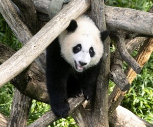 Xiao Qi Ji, giant panda at the National Zoo