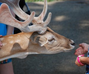Kids and deer can interact closely at York's Wild Kingdom. Photo by Peter Bretton/CC BY 2.0