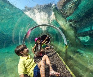 Get up-close with crocodiles at Zoo Miami. Photo by Ron Magill for Zoo Miami