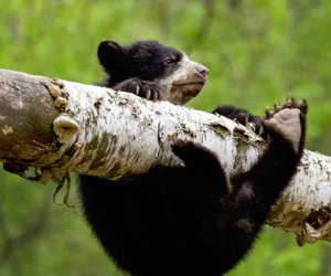 An Andean bear cub gets his bearings on a branch. Photo by Julie Larsen Maher/courtesy of WCS