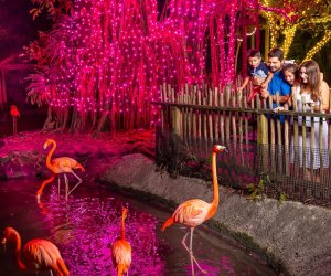 Delight in the resident flamingos at Palm Beach Zoo. Photo courtesy of the zoo