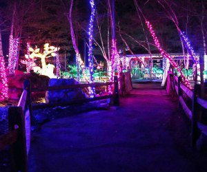 The Stone Zoo is shiny and bright for New Year's. Zoo Lights event photo courtesy of the Stone Zoo