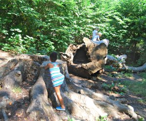The Zucker Natural Exploration Area is an all-natural playground