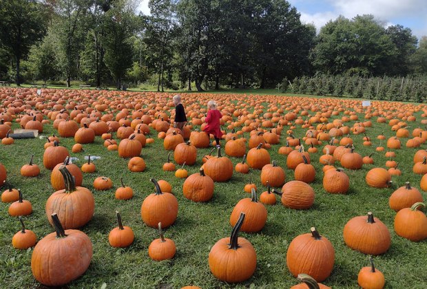 Boy and girl wander through DuBois Farms pumpkin patch