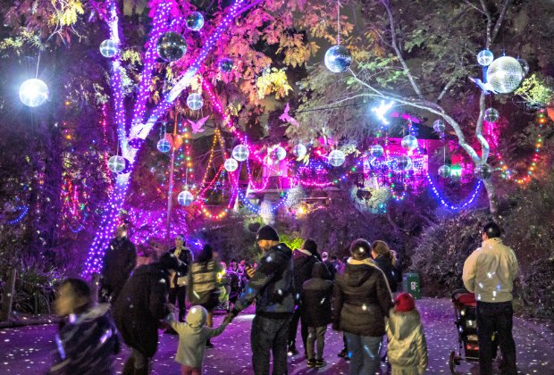 Zoo Lights Holiday Display: Animals Light Up The Night At The La Zoo 