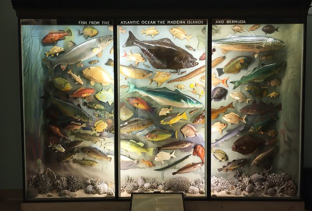 Hall of Fishes Reopens at LI's Vanderbilt Museum Exhibits at the Vanderbilt Museum's Hall of Fishes show the diversity of local marine life. Photo courtesy of the museum