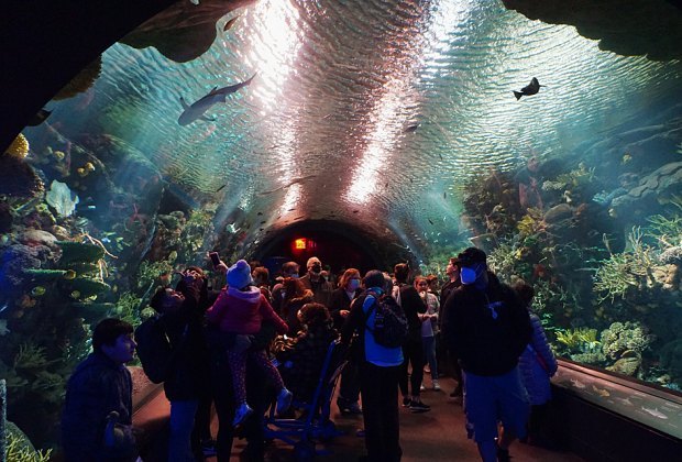 Free things to do in NYC this summer: New York Aquarium on Wednesdays