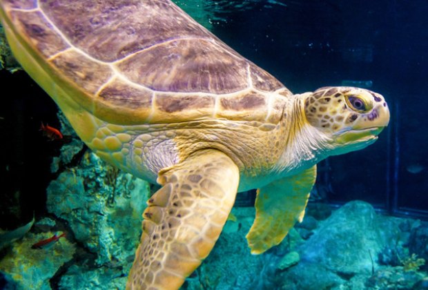   Photo courtesy of the Shedd Aquarium Turtle Chicago