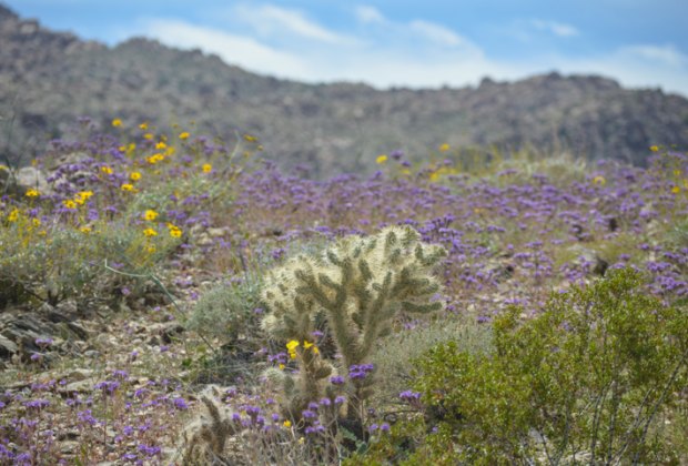 Spring wildflower hikes near Los Angeles: Joshua Tree National Park